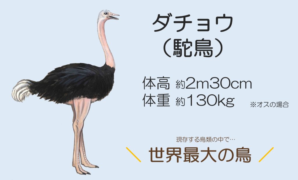 ダチョウ肉ってどんな味 食べ方を調査 食オタmagazine 食のオタクによる食育webマガジン