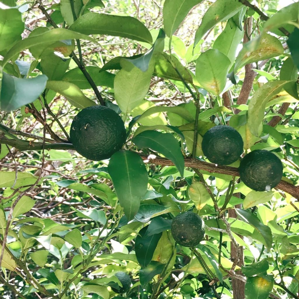 これって野菜 果物 分類や違いをモヤモヤ整理 食オタmagazine 食のオタクによる食育webマガジン