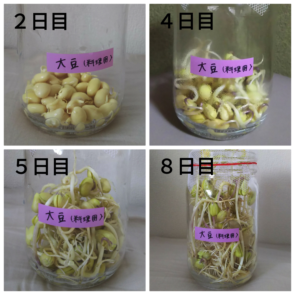 もやしをお家で育ててみよう 食オタmagazine 食のオタクによる食育webマガジン