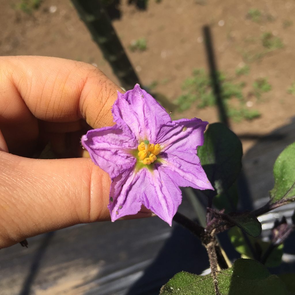 野菜の花で仲間さがし 食オタmagazine 食のオタクによる食育webマガジン