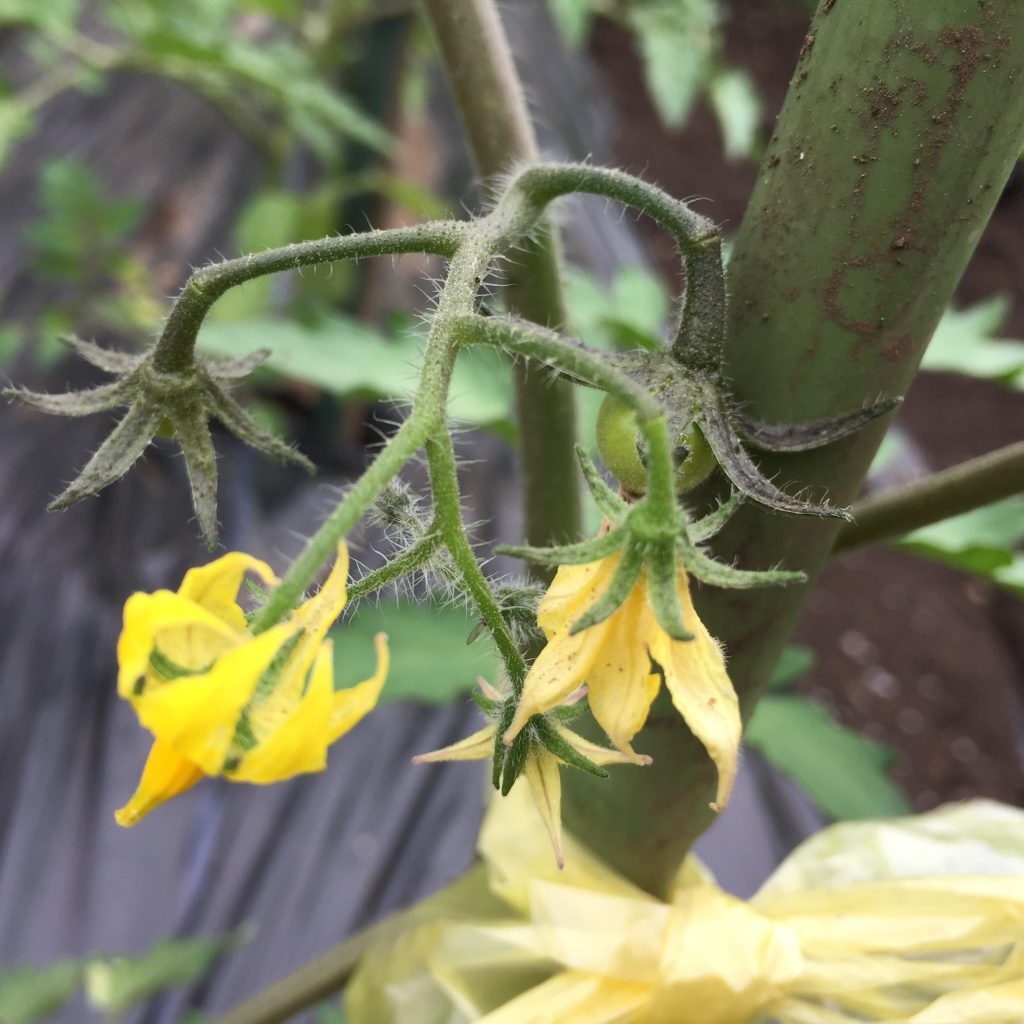 野菜の花で仲間さがし 食オタmagazine 食のオタクによる食育webマガジン