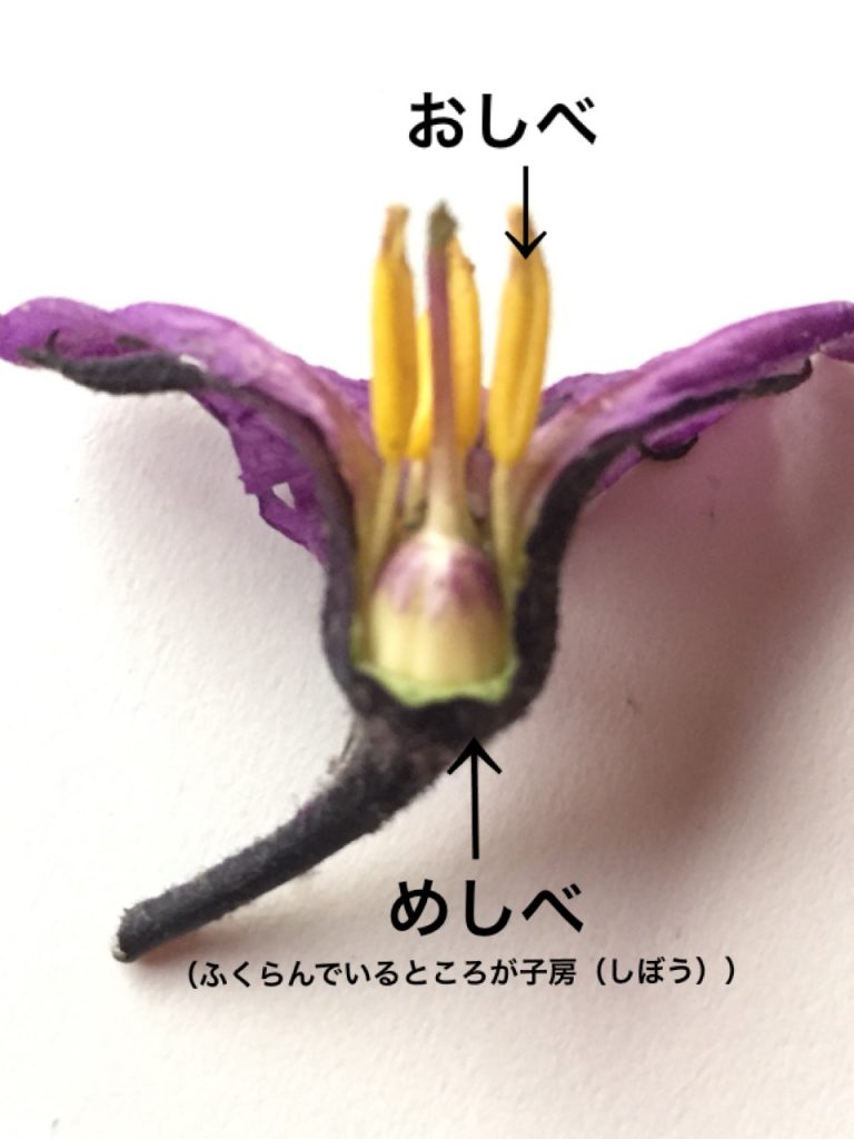 野菜の花で仲間さがし 食オタmagazine 食のオタクによる食育webマガジン