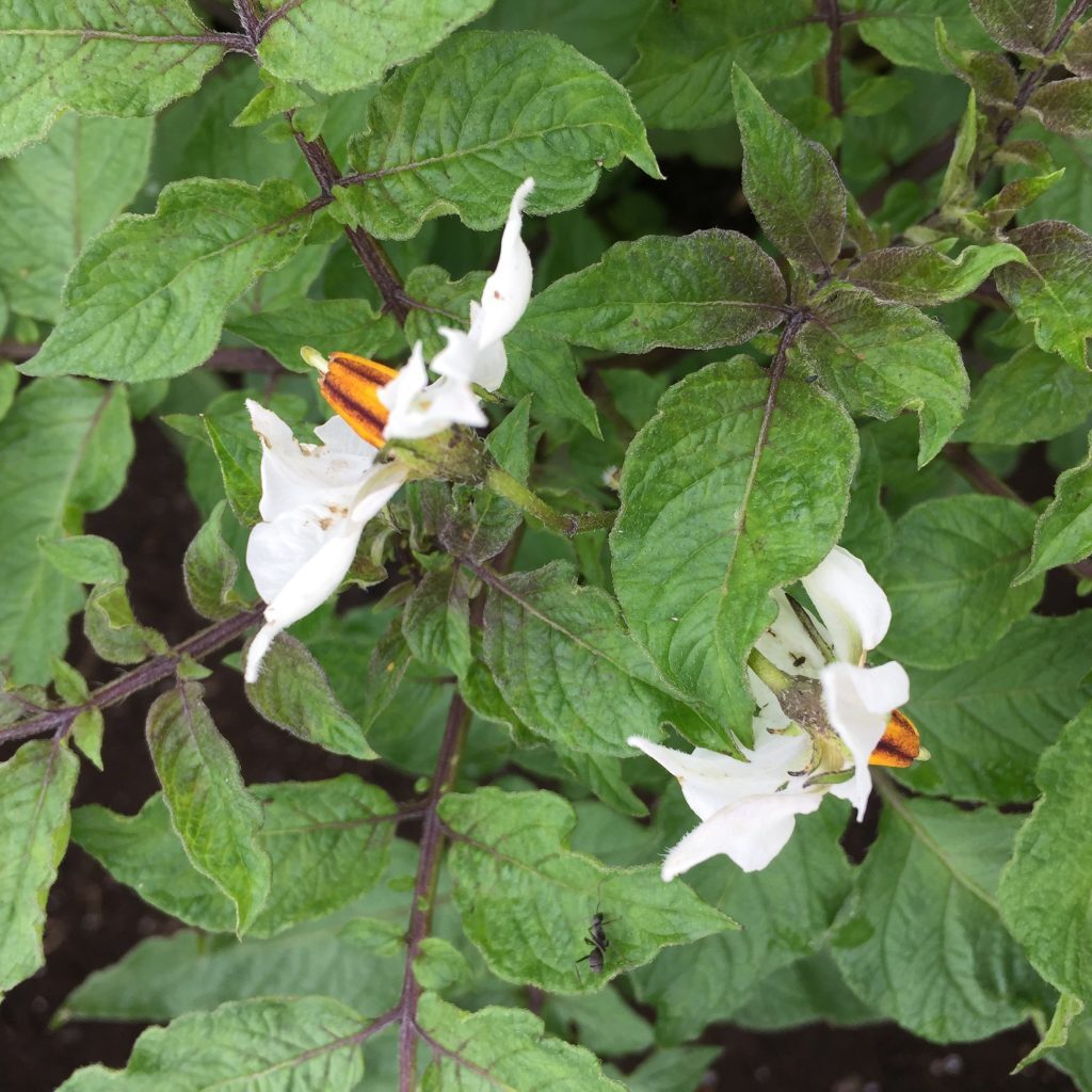 野菜の花で仲間さがし 食オタmagazine 食のオタクによる食育webマガジン